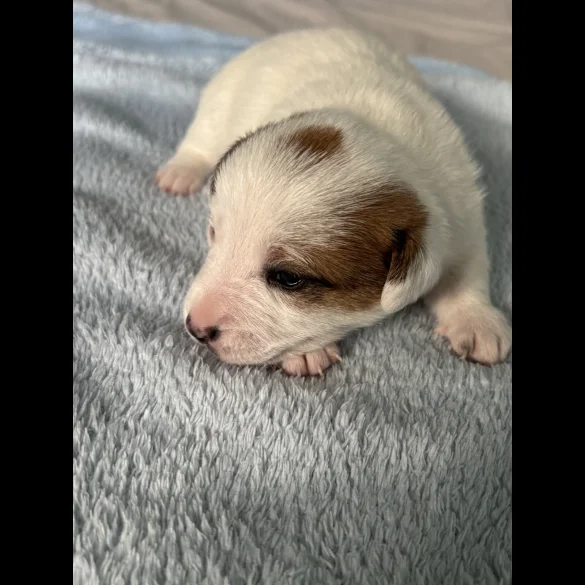 Jack Russell - Both