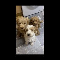 Goldendoodle - Both