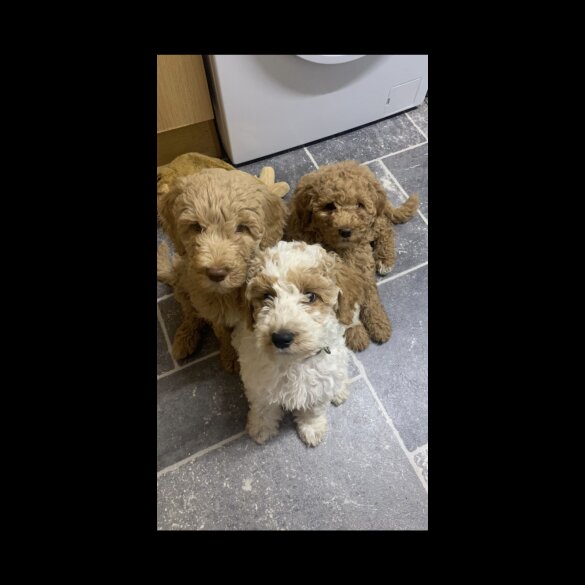 Goldendoodle - Both