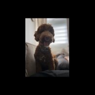 Goldendoodle - Both
