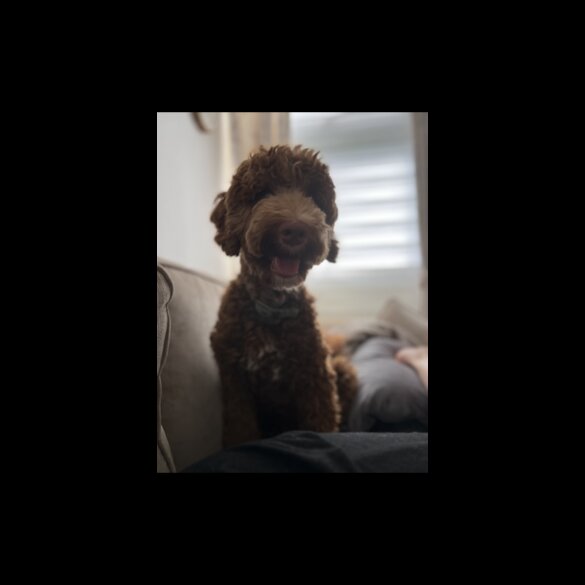 Goldendoodle - Both