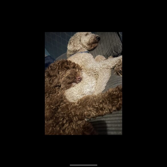 Goldendoodle - Both