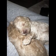 Goldendoodle - Both