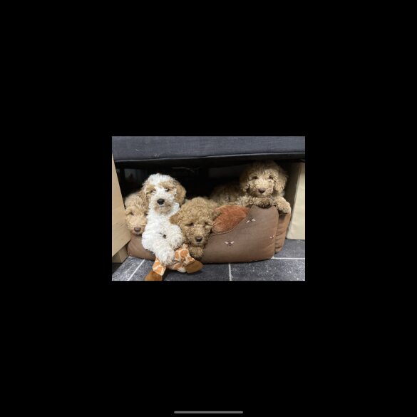 Goldendoodle - Both