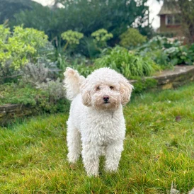 Cockapoo