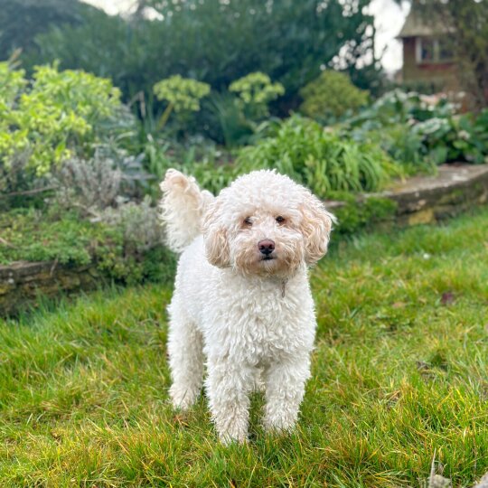 Cockapoo