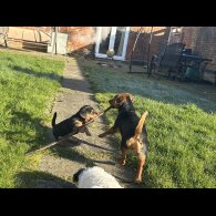 Jack Russell - Dogs