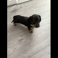Dachshund (Standard &amp; Miniature) - Dogs