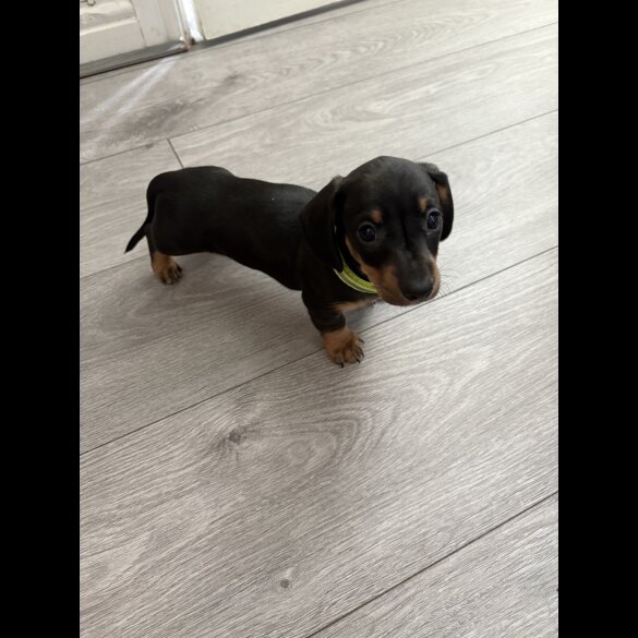 Dachshund (Standard &amp; Miniature) - Dogs