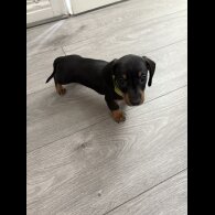 Dachshund (Standard &amp; Miniature) - Dogs