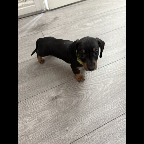 Dachshund (Standard &amp; Miniature) - Dogs