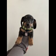 Dachshund (Standard &amp; Miniature) - Dogs