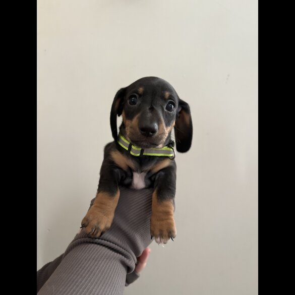 Dachshund (Standard &amp; Miniature) - Dogs