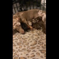 Dachshund (Standard &amp; Miniature) - Dogs