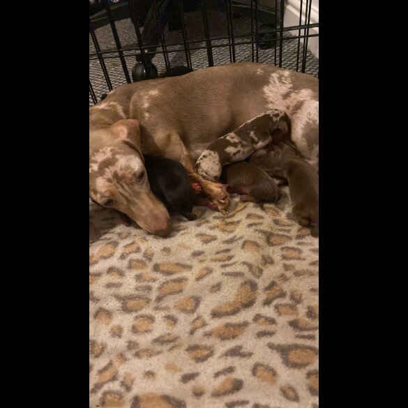 Dachshund (Standard &amp; Miniature) - Dogs