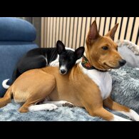 Basenji - Both
