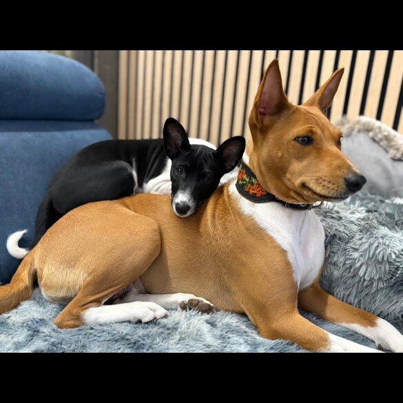 Basenji - Both