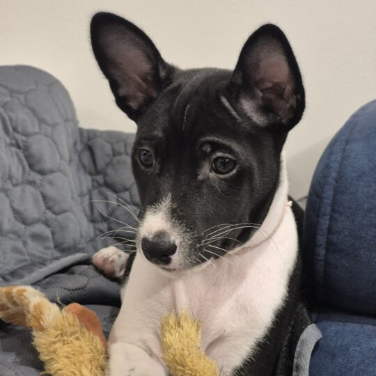 Basenji - Both
