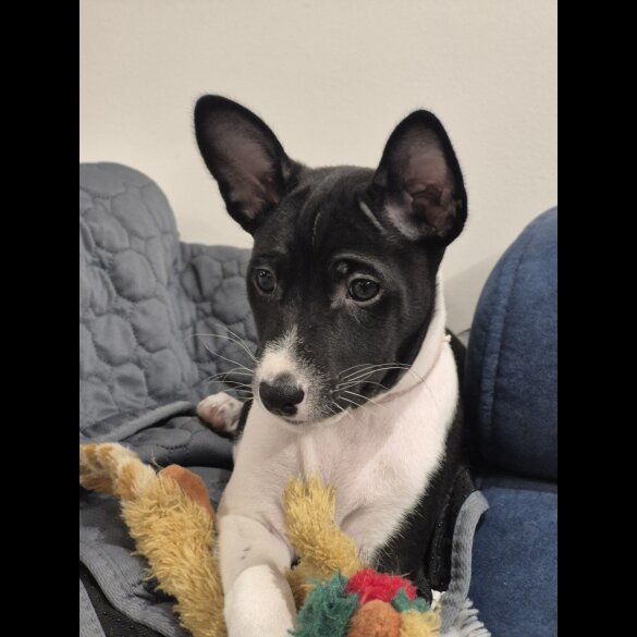 Basenji - Both