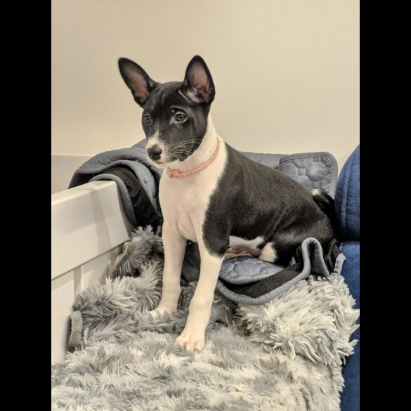 Basenji - Both