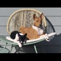 Basenji - Both