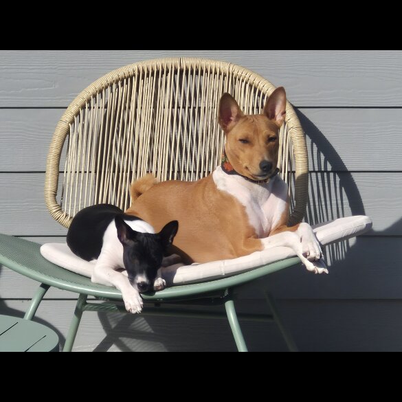 Basenji - Both