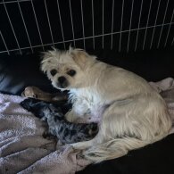 Mixed Breed - Both
