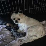 Mixed Breed - Both