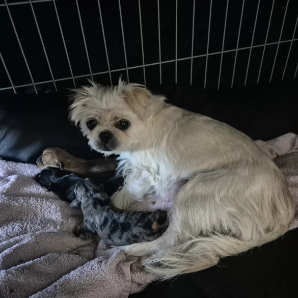 Mixed Breed - Both