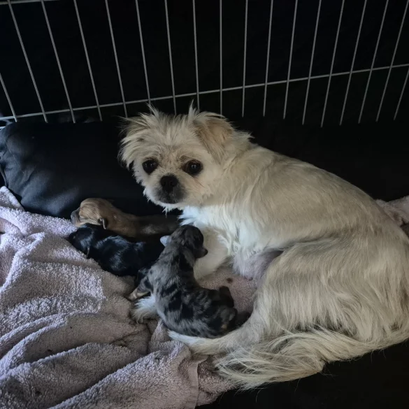 Mixed Breed - Both
