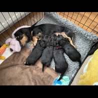 Dachshund (Standard &amp; Miniature) - Bitches