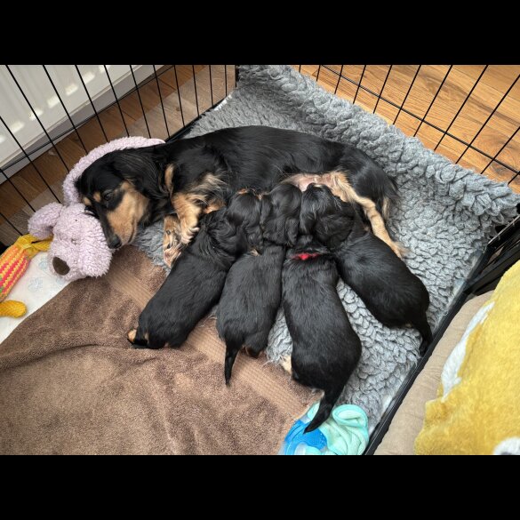 Dachshund (Standard &amp; Miniature) - Bitches