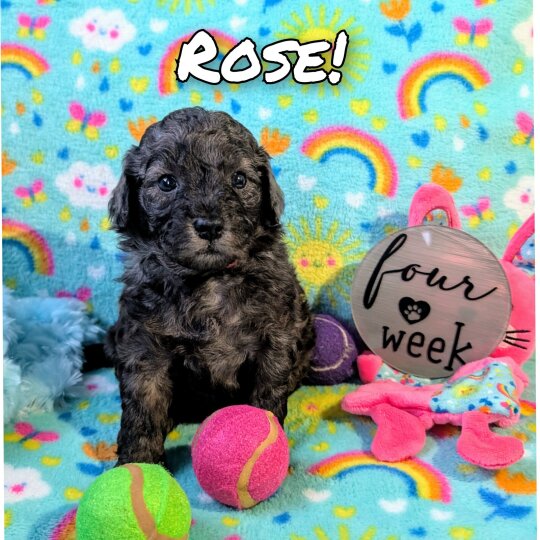 Miniature Poodle - Dogs