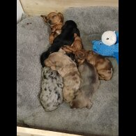 Dachshund (Standard &amp; Miniature) - Both