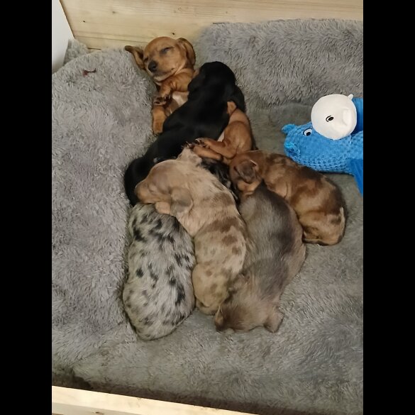Dachshund (Standard &amp; Miniature) - Both