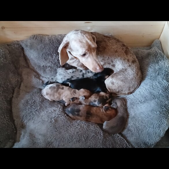 Dachshund (Standard &amp; Miniature) - Both