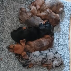 Dachshund (Standard &amp; Miniature) - Both