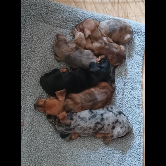Dachshund (Standard &amp; Miniature) - Both