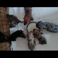 Dachshund (Standard &amp; Miniature) - Both