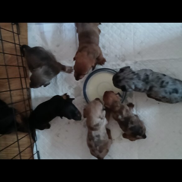 Dachshund (Standard &amp; Miniature) - Both