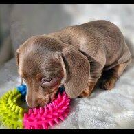 Dachshund (Standard &amp; Miniature) - Both