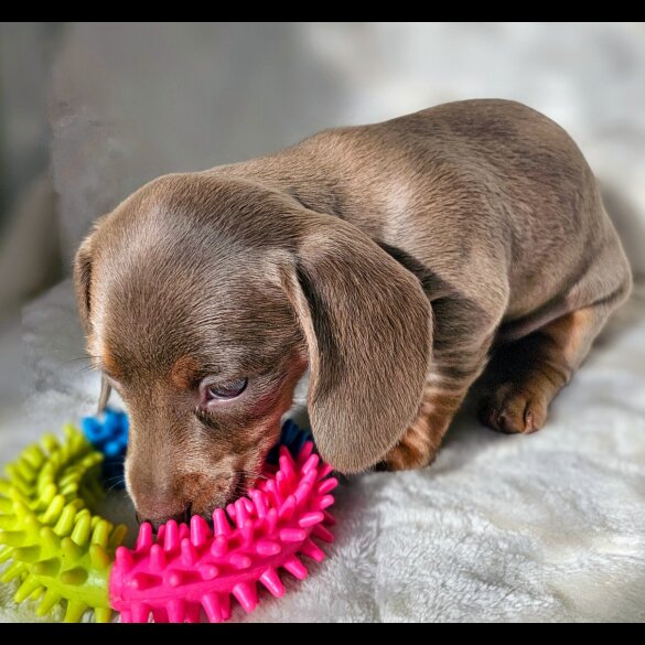 Dachshund (Standard &amp; Miniature) - Both