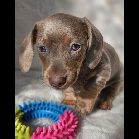 Dachshund (Standard &amp; Miniature) - Both