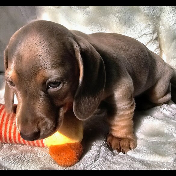 Dachshund (Standard &amp; Miniature) - Both