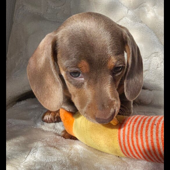 Dachshund (Standard &amp; Miniature) - Both