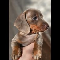 Dachshund (Standard &amp; Miniature) - Both