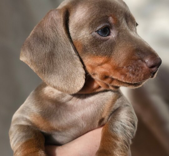 Dachshund (Standard &amp; Miniature)