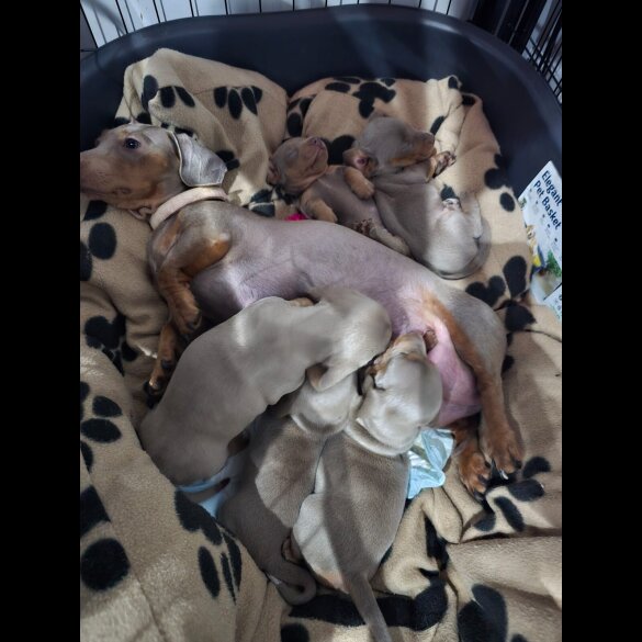 Dachshund (Standard &amp; Miniature) - Both
