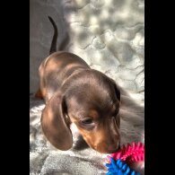 Dachshund (Standard &amp; Miniature) - Both