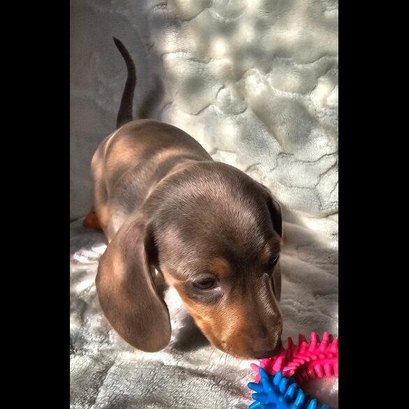 Dachshund (Standard &amp; Miniature) - Both